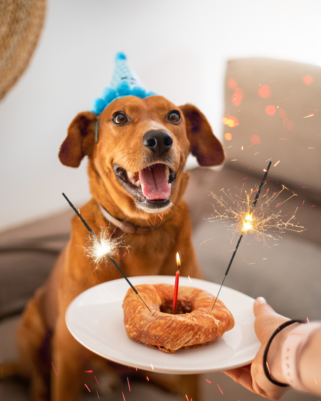 Kit Anniversaire pour Chien 🎁