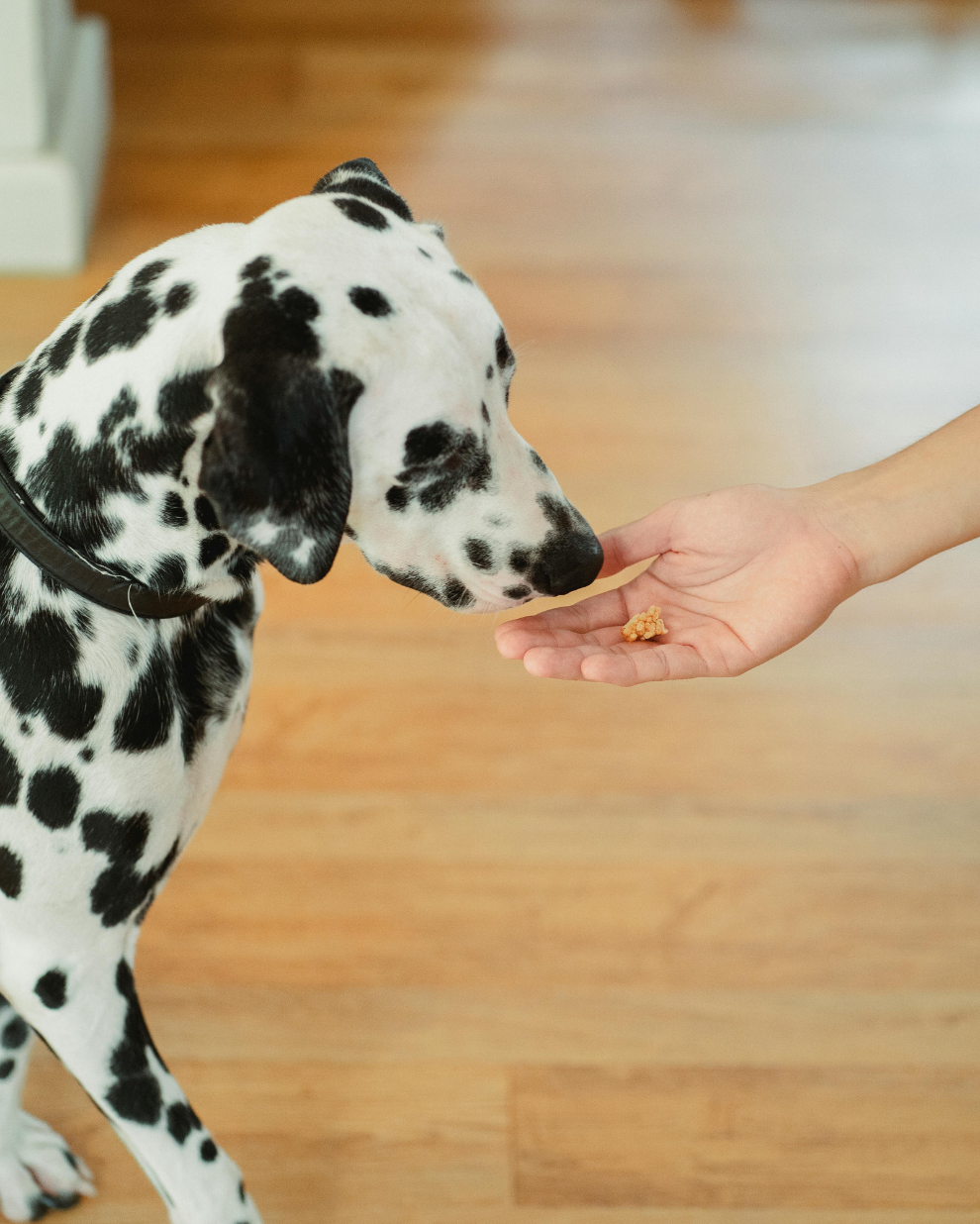 Poitrine de Thon Naturel 🐟