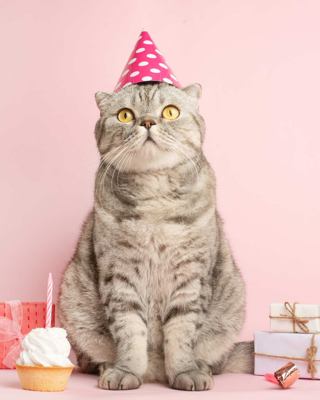 Kit Anniversaire pour Chat 🎁