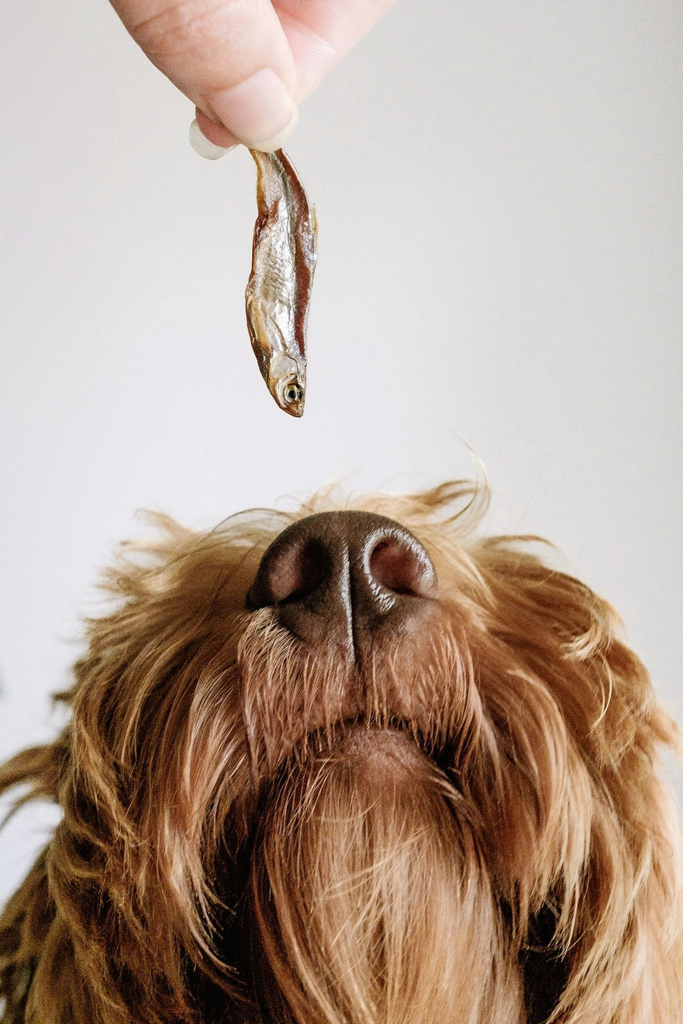 Friandises 100 % Petits Poissons Séchés 🐟