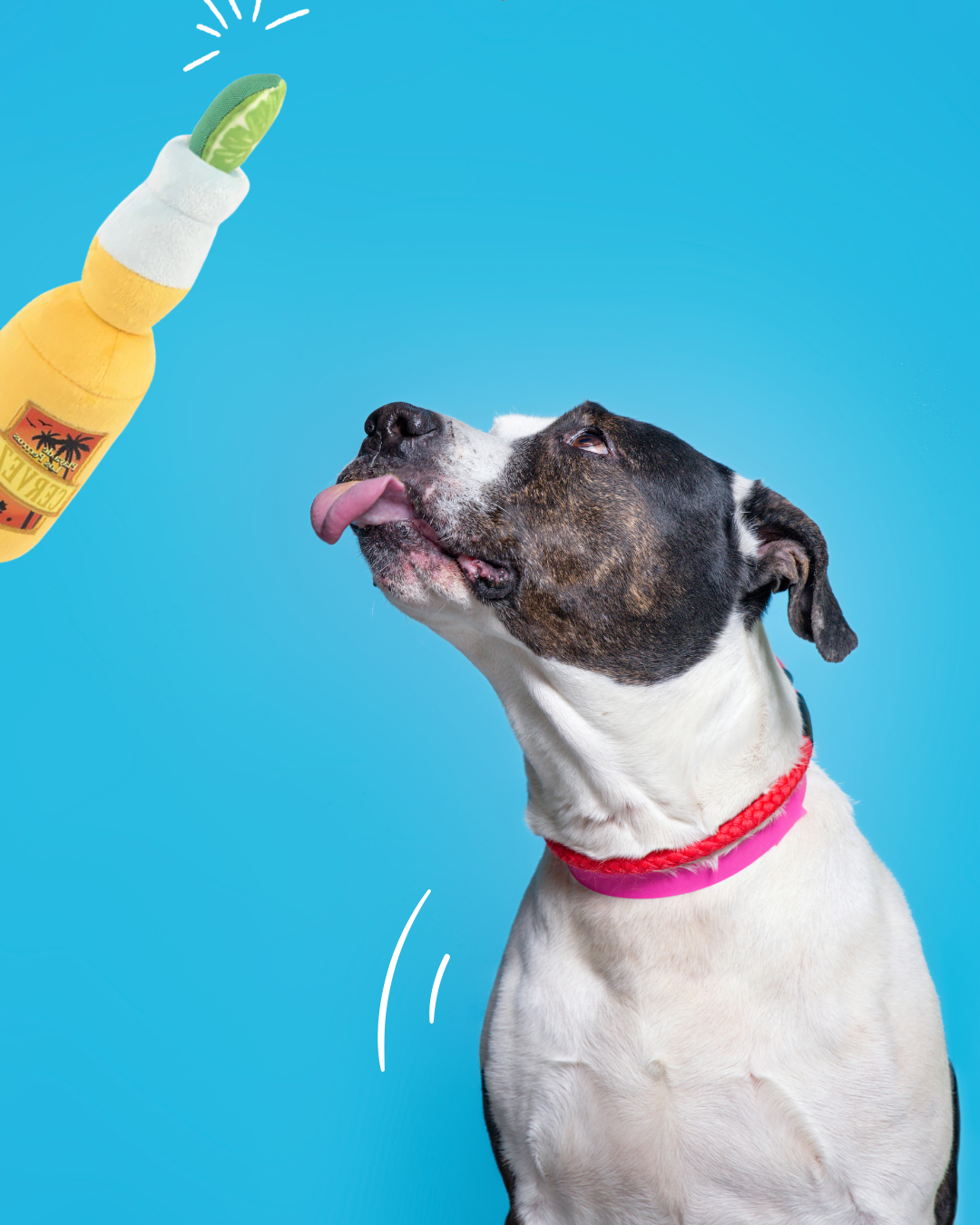 Bière jouet fun et écoresponsable pour chien – marque Carl & Paco