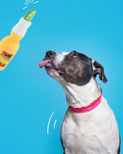 Bière jouet fun et écoresponsable pour chien – marque Carl & Paco
