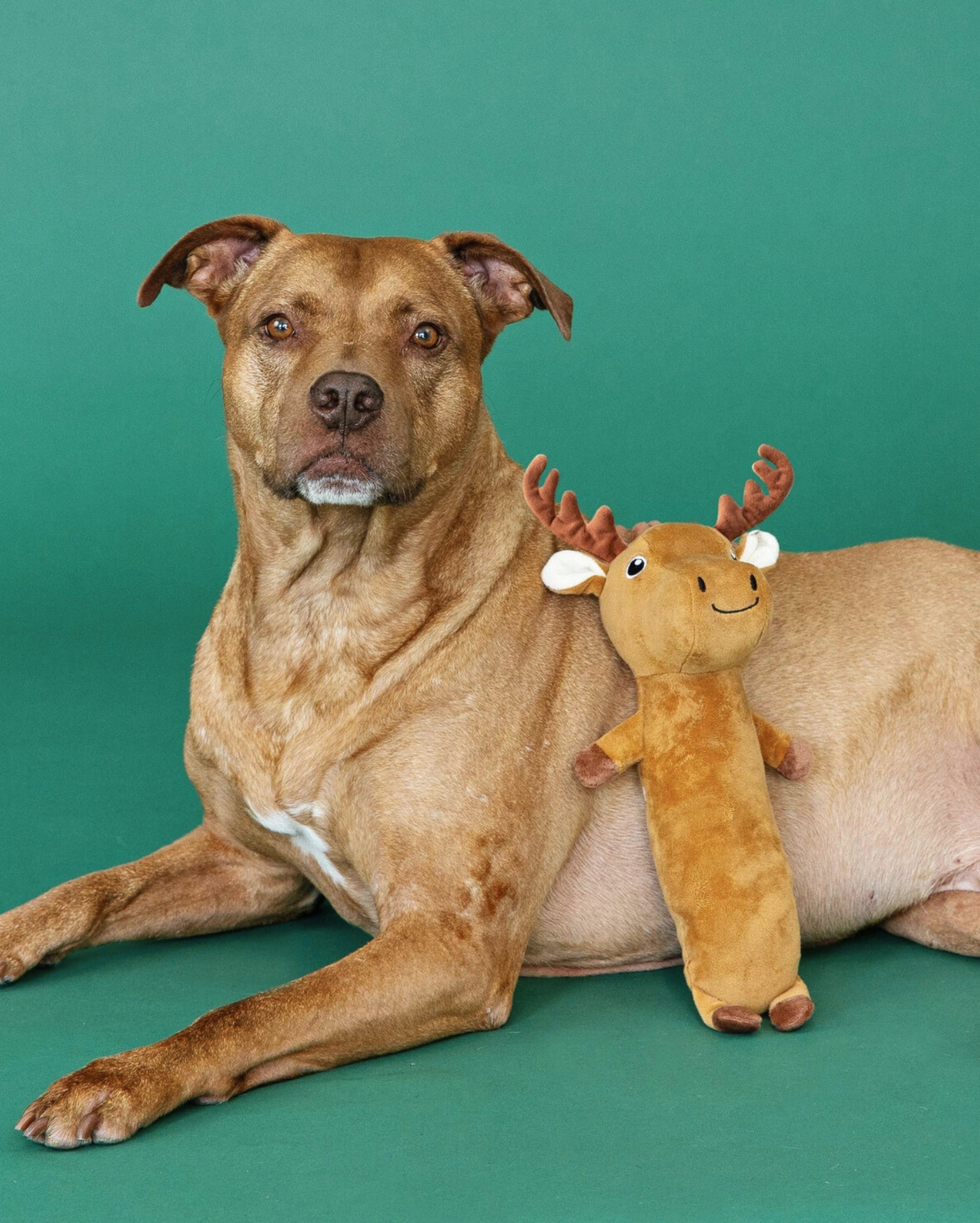 Peluche Renne de Noël 🦌