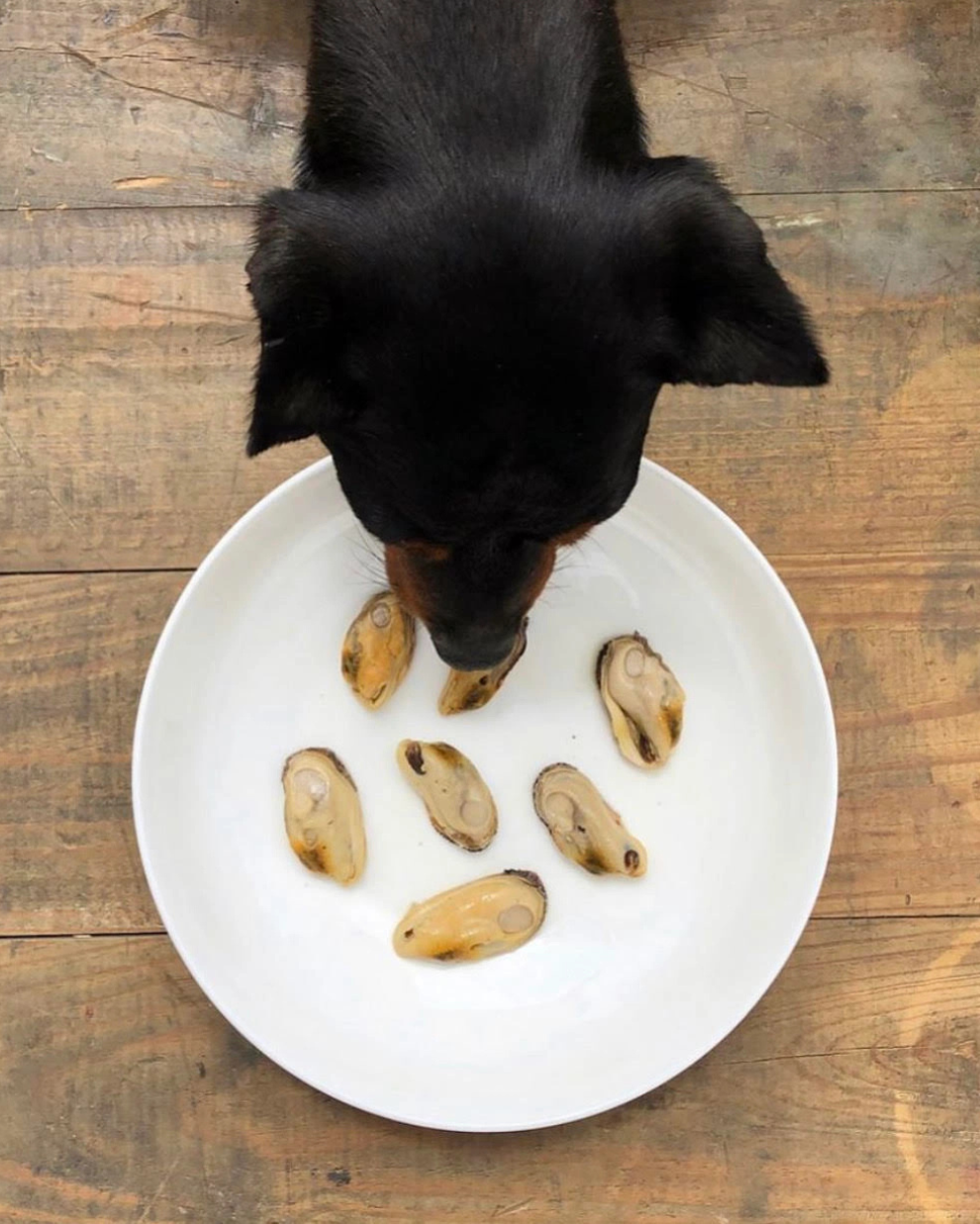 Moules à Lèvres Verte Naturelles 🐚