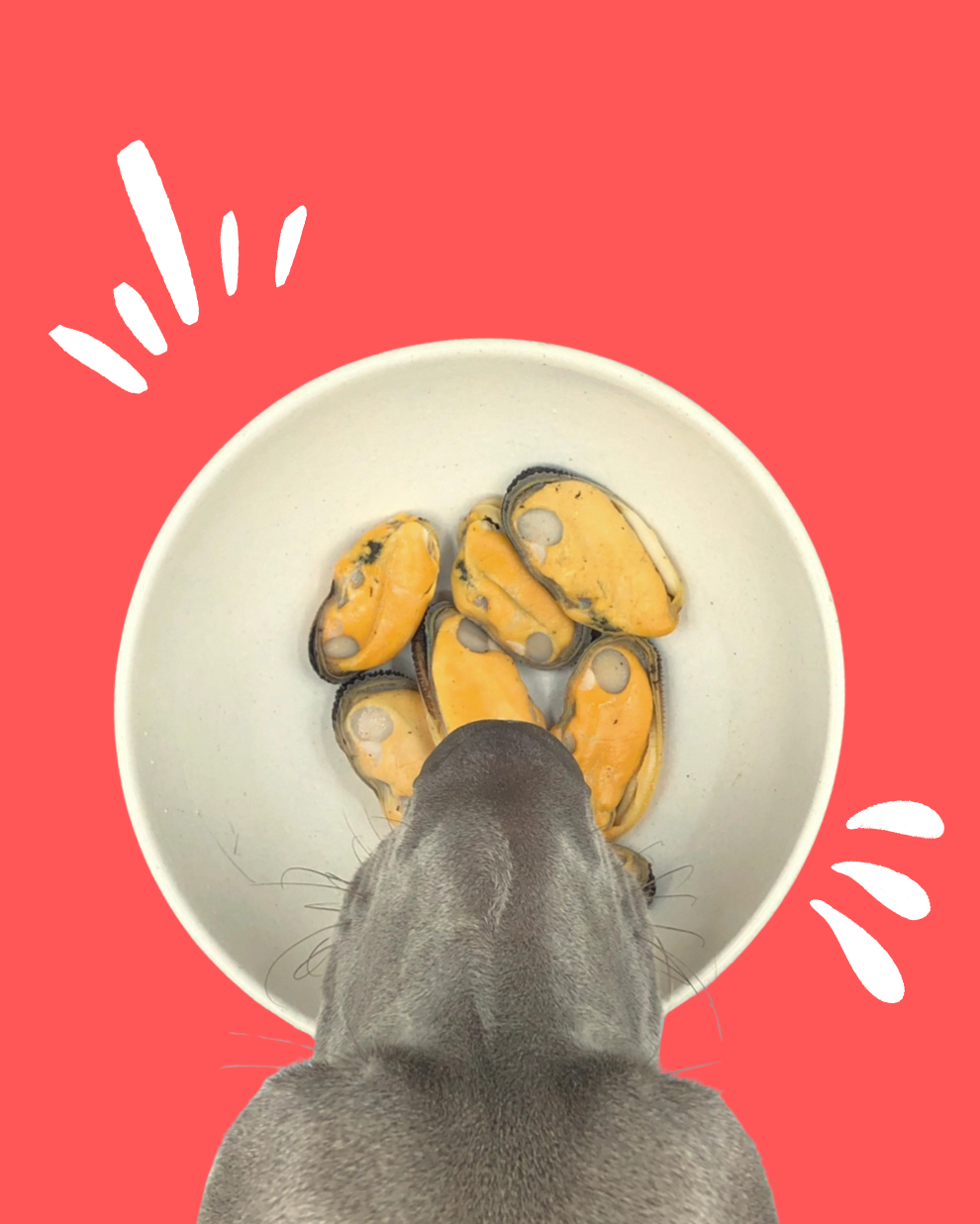 Moules à Lèvres Verte Naturelles 🐚