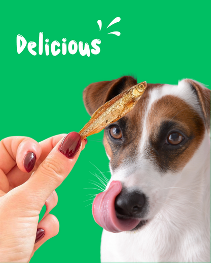 Friandises 100 % Petits Poissons Séchés 🐟