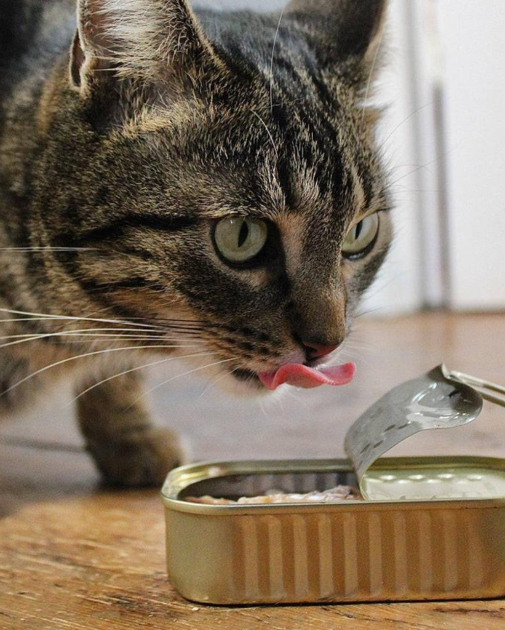 Poitrine de Thon en Morceaux 🐟