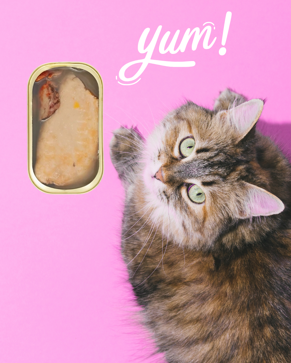 Foie de Lotte Naturel 🐟