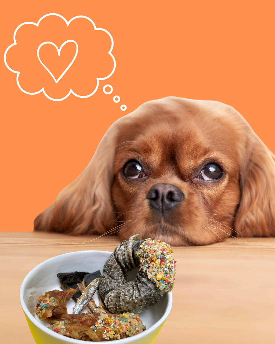 Assortiment Viande & Poisson 🎁